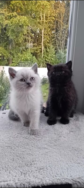 Ragdoll kittens for sale in St Anne's, Bristol – 7 weeks old - Image 3 of 4