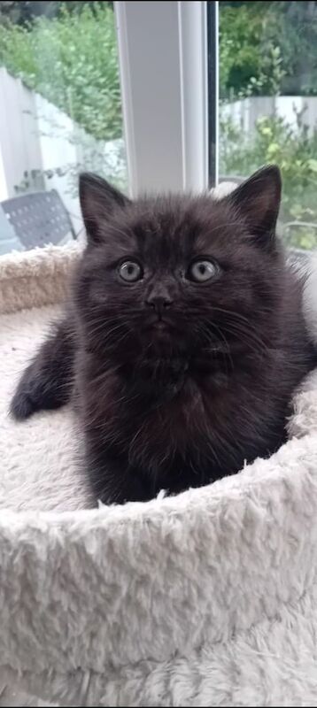 Ragdoll kittens for sale in St Anne's, Bristol – 7 weeks old - Image 4 of 4