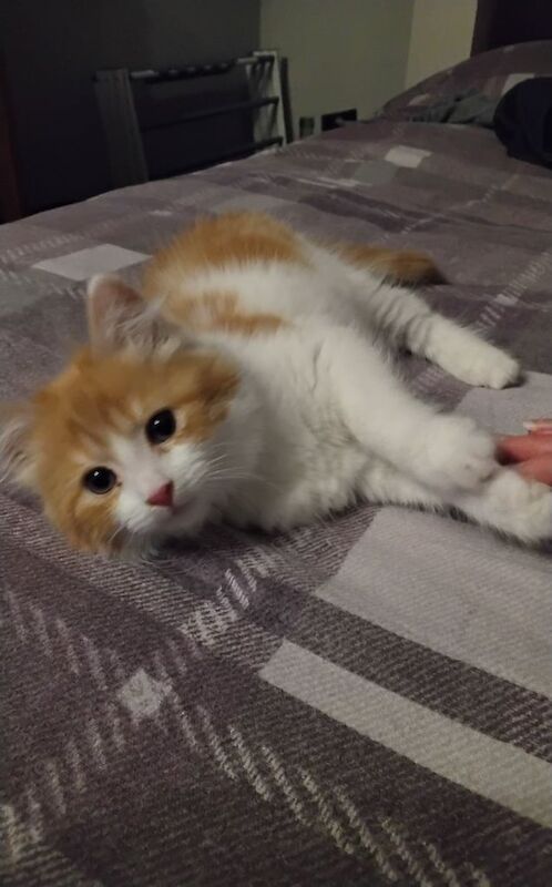 ragdoll cross for sale in Chesterfield, Derbyshire