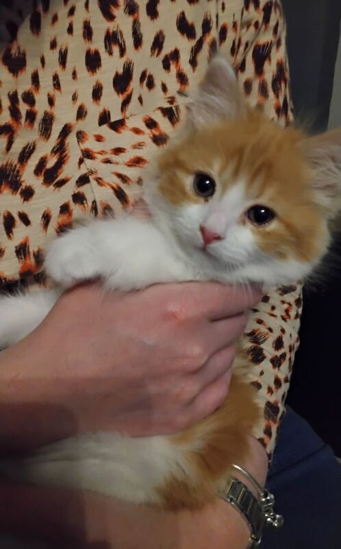 ragdoll cross for sale in Chesterfield, Derbyshire | Image 2