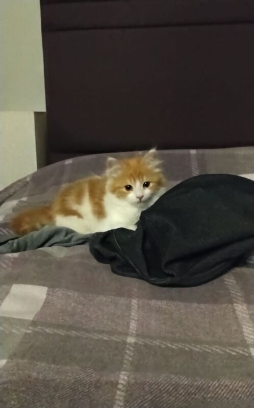 ragdoll cross for sale in Chesterfield, Derbyshire | Image 3