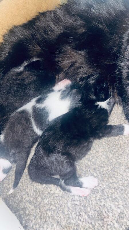 Ragdoll cross - Image 4 of 5