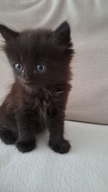 Ragdoll cross
