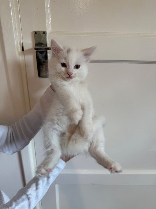 Ragdoll cross black cat kittens ready to go, dog friendly for sale in Farnham, Surrey
