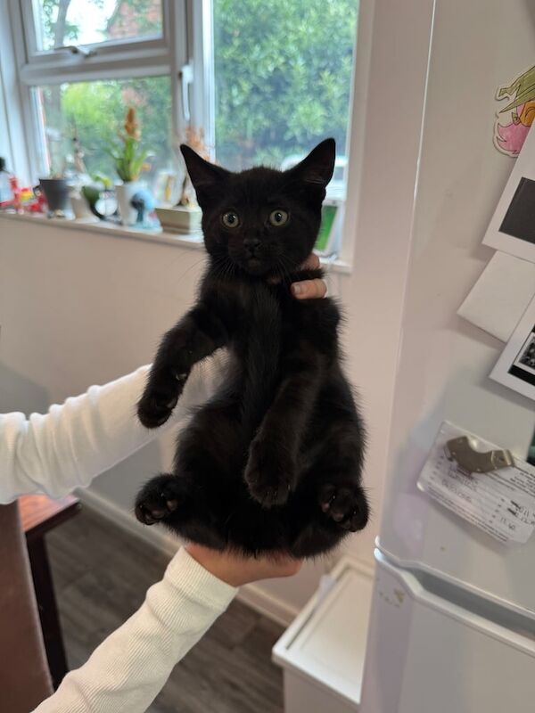 Ragdoll cross black cat kittens ready to go, dog friendly for sale in Farnham, Surrey | Image 2