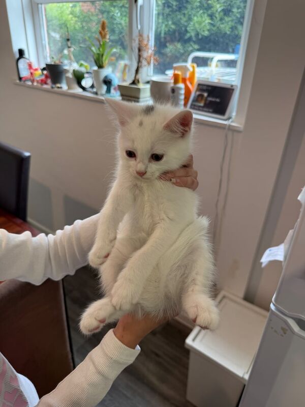 Ragdoll cross black cat kittens ready to go, dog friendly for sale in Farnham, Surrey | Image 3
