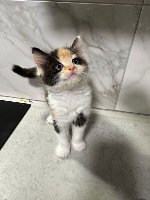 Ragdoll kittens for sale in Northampton, Northamptonshire – 6 weeks old