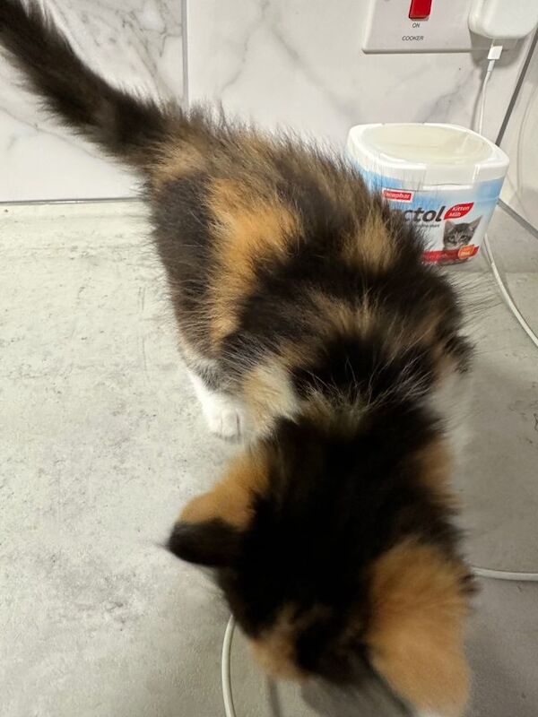 Ragdoll cross breed long haired kitten - Image 2 of 6