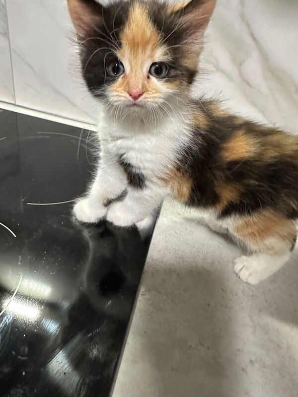 Ragdoll cross breed long haired kitten - Image 3 of 6