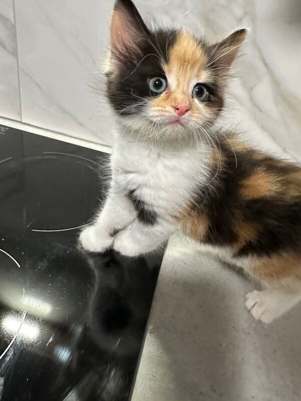 Ragdoll cross breed long haired kitten - Image 4 of 6