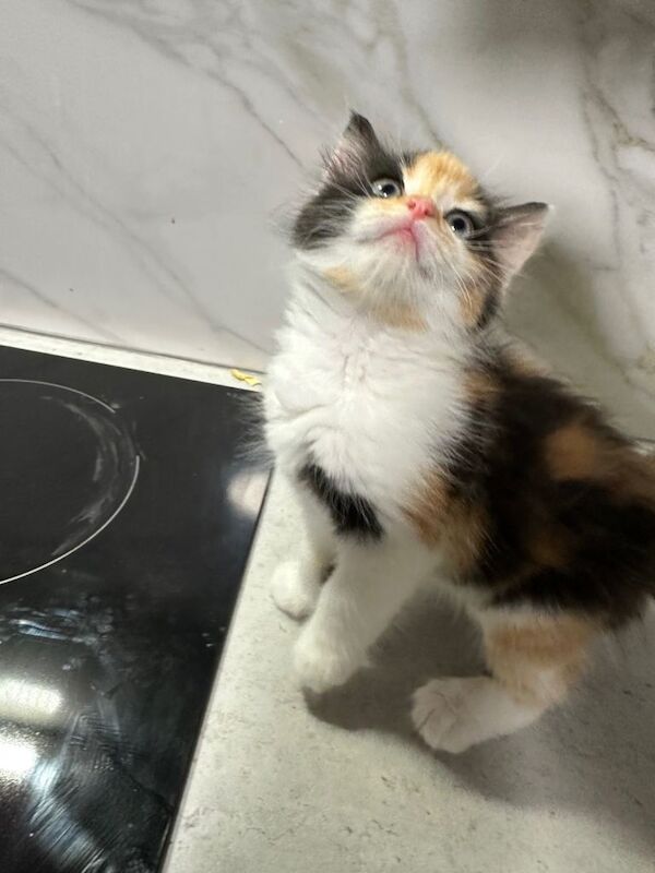 Ragdoll cross breed long haired kitten - Image 5 of 6