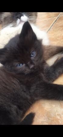 Ragdoll cross brown fluffy male / female kittens for sale in Coton Hayes, Staffordshire
