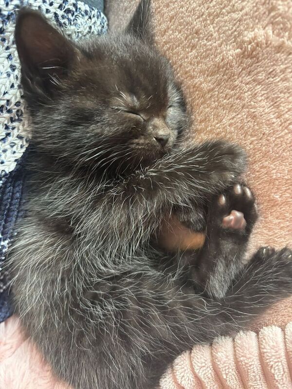 Ragdoll cross bsh kitten. for sale in Long Eaton, Derbyshire