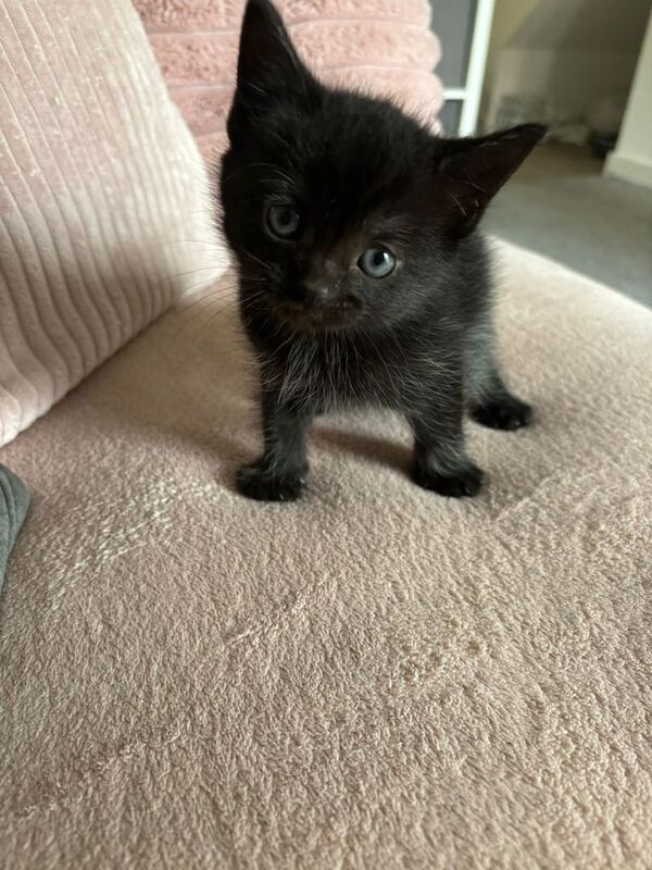 Ragdoll cross bsh kitten. for sale in Long Eaton, Derbyshire | Image 3