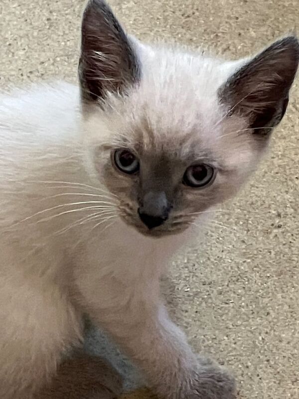 Ragdoll kittens for sale in Lewes, East Sussex – 9 weeks old