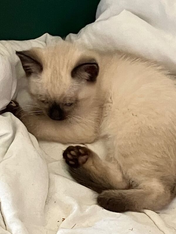 Ragdoll kittens for sale in Lewes, East Sussex – 9 weeks old - Image 2 of 3