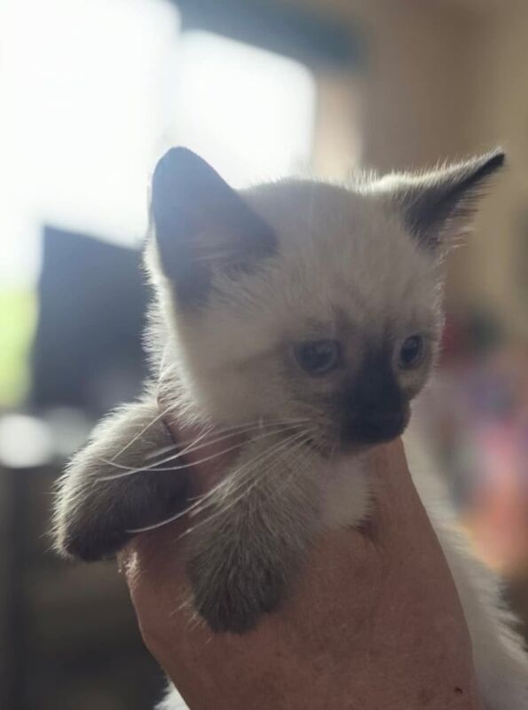 Ragdoll kittens for sale in Lewes, East Sussex – 9 weeks old - Image 3 of 3