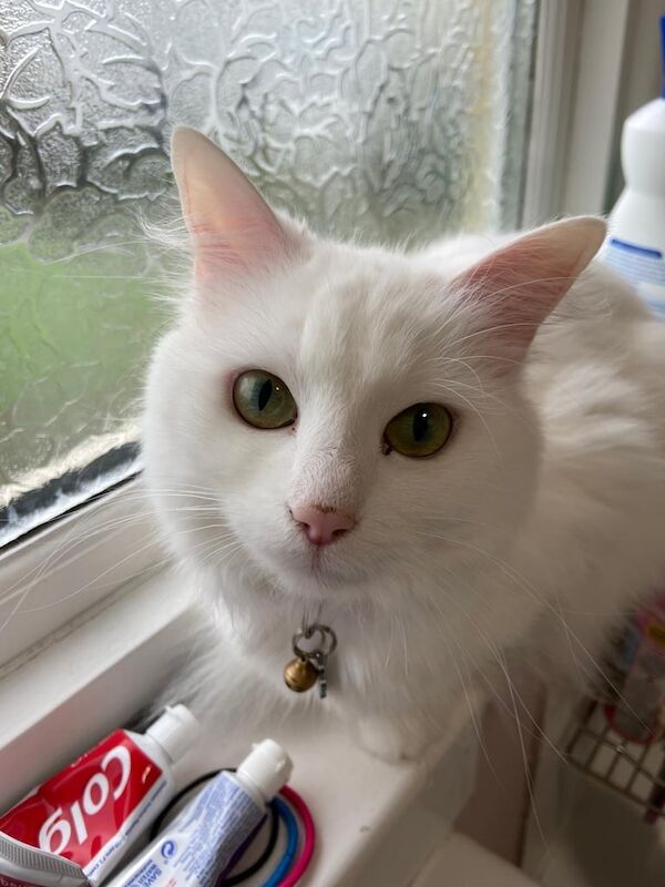 Ragdoll kittens for sale in North Finchley, Greater London – 5 years old