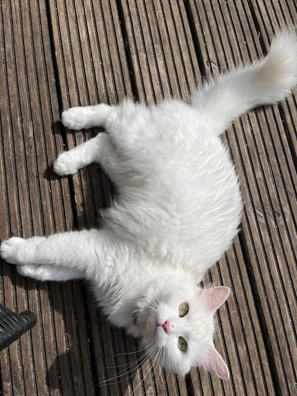 Ragdoll kittens for sale in North Finchley, Greater London – 5 years old - Image 2 of 3