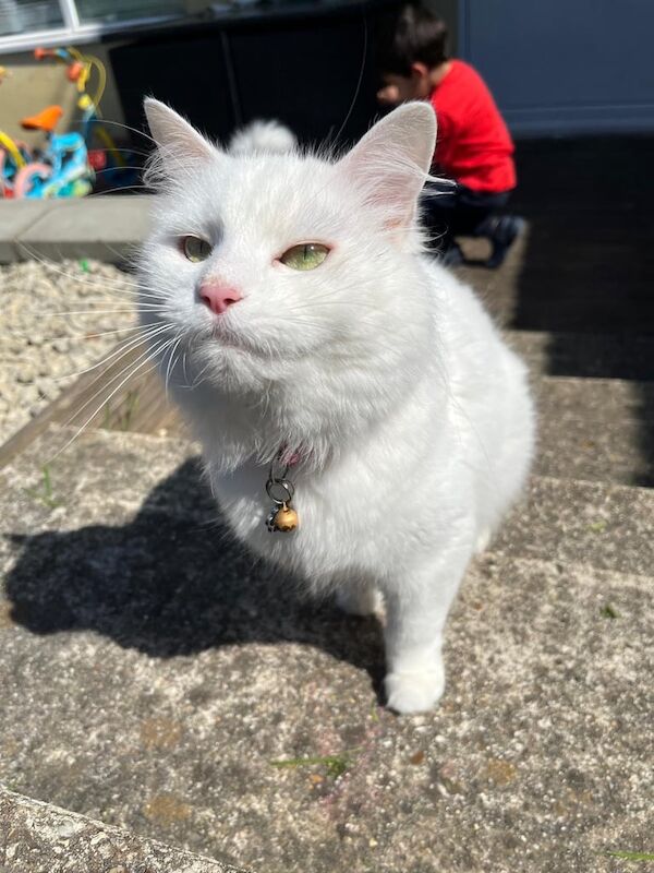 Ragdoll kittens for sale in North Finchley, Greater London – 5 years old - Image 3 of 3