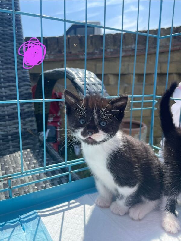 Ragdoll Kittens For Sale Under £300