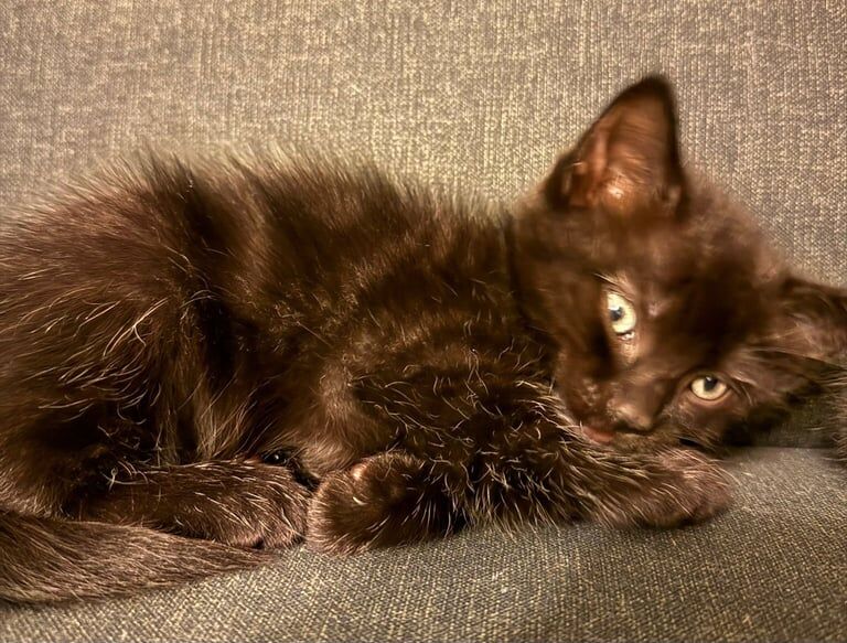 Ragdoll kittens for sale in Buckshaw Village, Lancashire – 7 weeks old