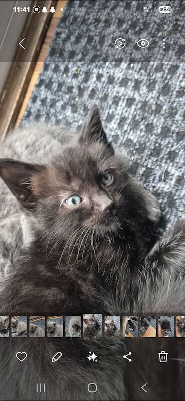 Ragdoll kittens for sale in Buckshaw Village, Lancashire – 7 weeks old - Image 2 of 4