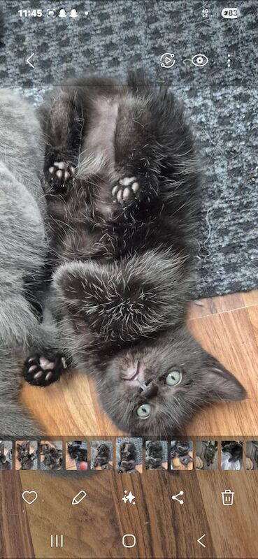 Ragdoll kittens for sale in Buckshaw Village, Lancashire – 7 weeks old - Image 3 of 4