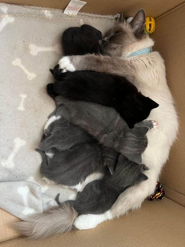 Ragdoll kittens for sale in Buckshaw Village, Lancashire – 7 weeks old - Image 4 of 4