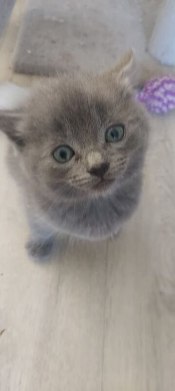 Ragdoll cross kittens for sale in Irvine, Ayrshire and Arran