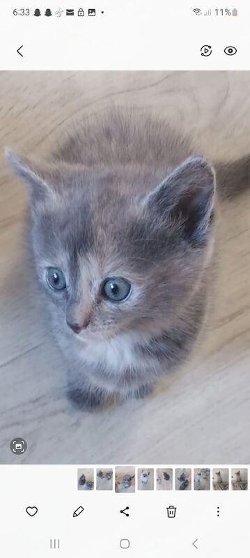 Ragdoll cross kittens for sale in Irvine, Ayrshire and Arran - Image 2