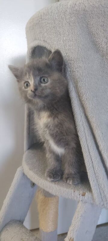 Ragdoll cross kittens for sale in Irvine, Ayrshire and Arran - Image 3