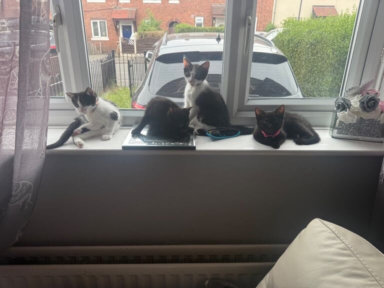 Ragdoll kittens for sale in Sinfin, Derbyshire – 3 months old