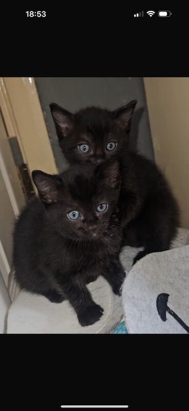Ragdoll kittens for sale in Sinfin, Derbyshire – 3 months old - Image 2 of 2