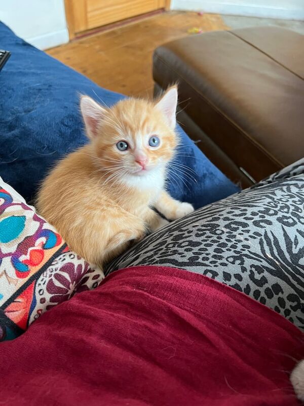 Ragdoll kittens for sale in Okehampton, Devon – 5 weeks old