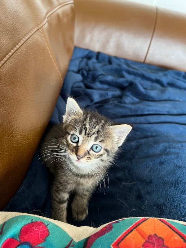 Ragdoll kittens for sale in Okehampton, Devon – 5 weeks old - Image 3 of 3