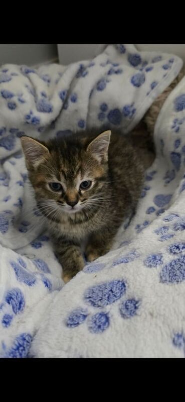 Ragdoll kittens for sale in Stockport, Greater Manchester – 7 weeks old