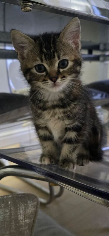 Ragdoll kittens for sale in Stockport, Greater Manchester – 7 weeks old - Image 2 of 3