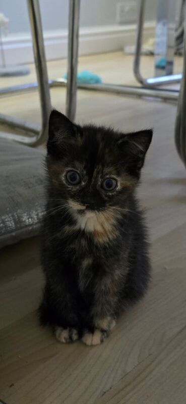 Ragdoll kittens for sale in Stockport, Greater Manchester – 7 weeks old - Image 3 of 3