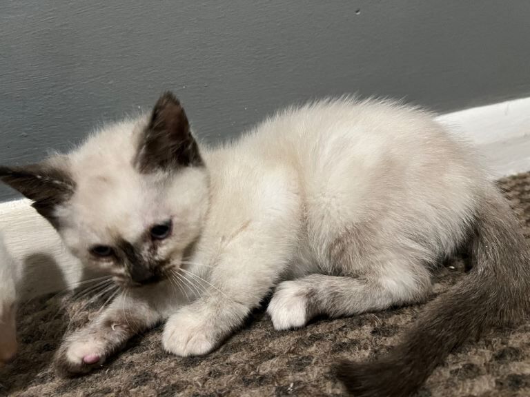 Ragdoll Kittens For Sale Under £300