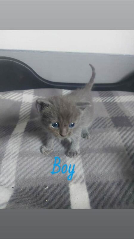 Ragdoll Kittens For Sale Under £300