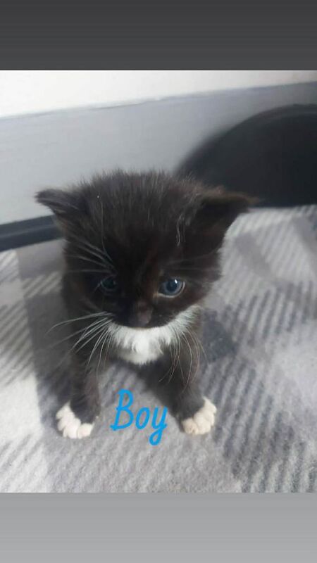 Ragdoll cross kittens - Image 2 of 4