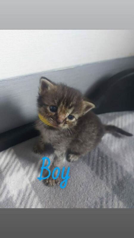 Ragdoll cross kittens - Image 3 of 4