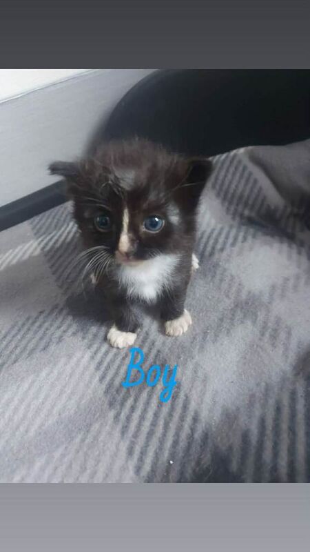 Ragdoll cross kittens - Image 4 of 4