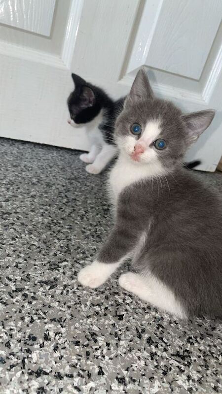 Ragdoll cross kittens