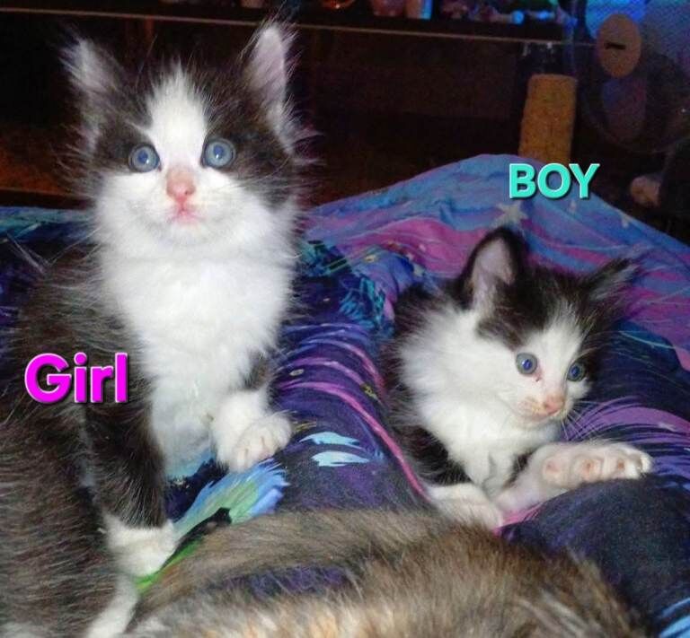 Ragdoll cross kittens