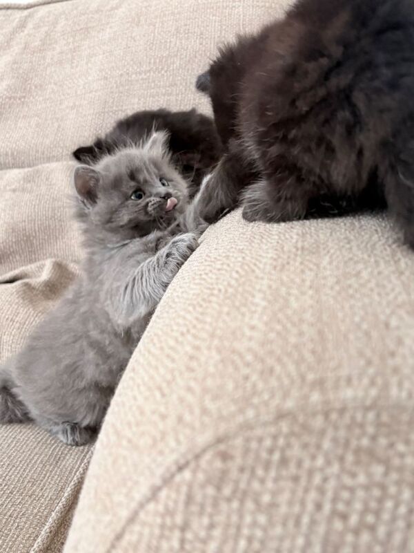 Ragdoll Kittens For Sale Under £300