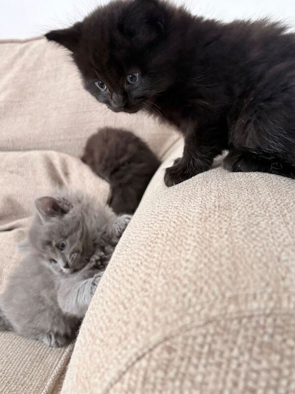 Ragdoll cross kittens - Image 2 of 4