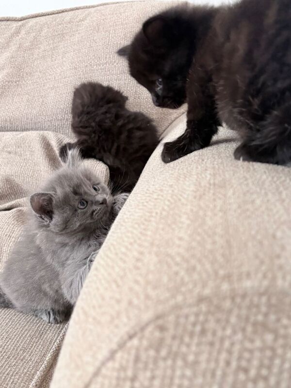 Ragdoll cross kittens - Image 3 of 4