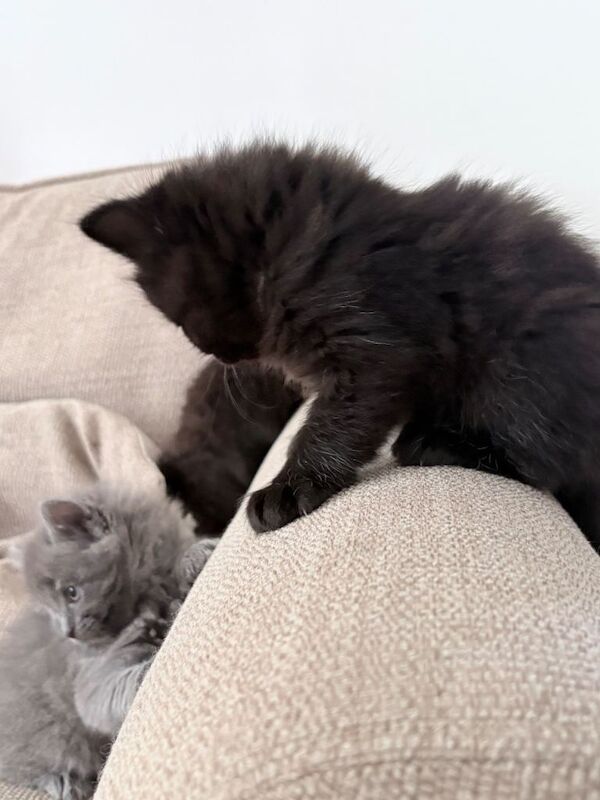 Ragdoll cross kittens - Image 4 of 4